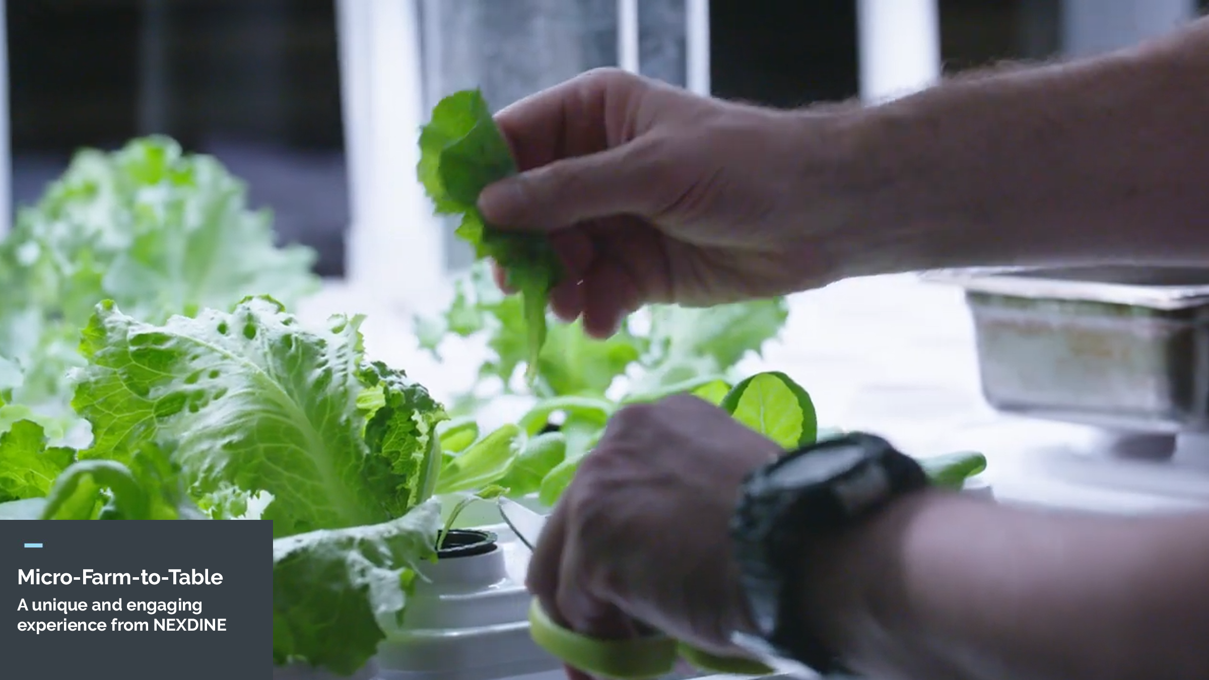 Micro-Farm-to-Table: A unique and engagement experience from NEXDINE.